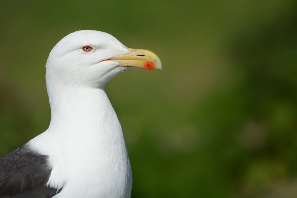 great-black-backed-gull-close-up