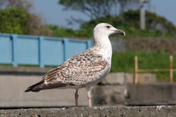 juvenile-great-black-backed-gull-standing-on-wall