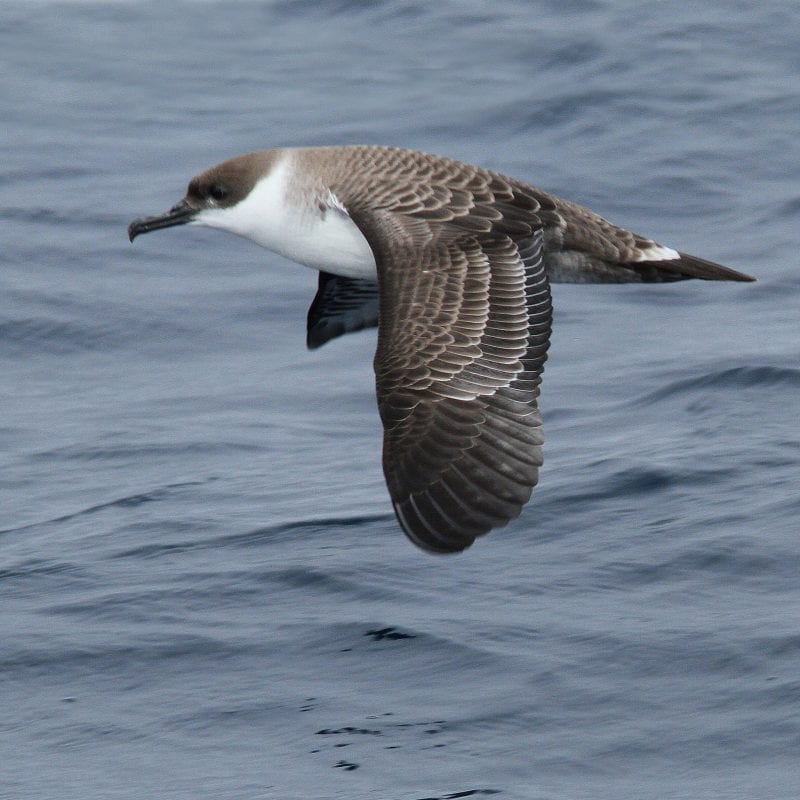 close-up-of-great-shearwater-over-water