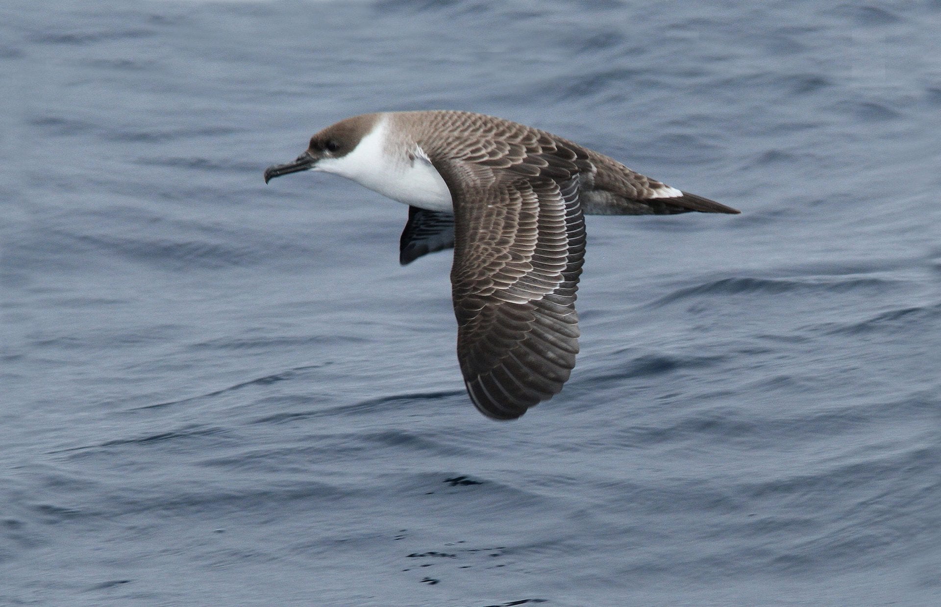 close-up-of-great-shearwater-over-water