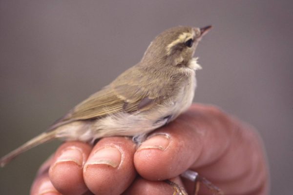 Greenish-warbler-being-held