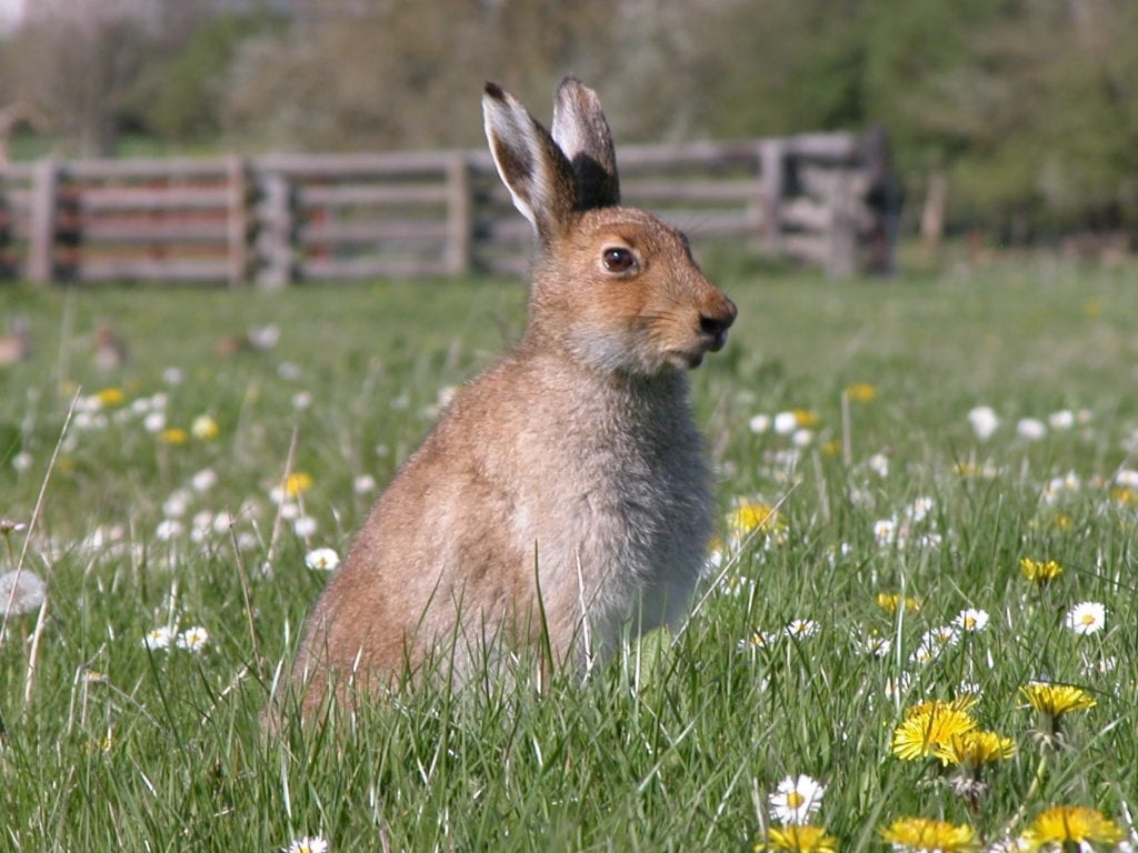 The Life of an Irish Wildlife Ranger & AGM BirdWatch Ireland