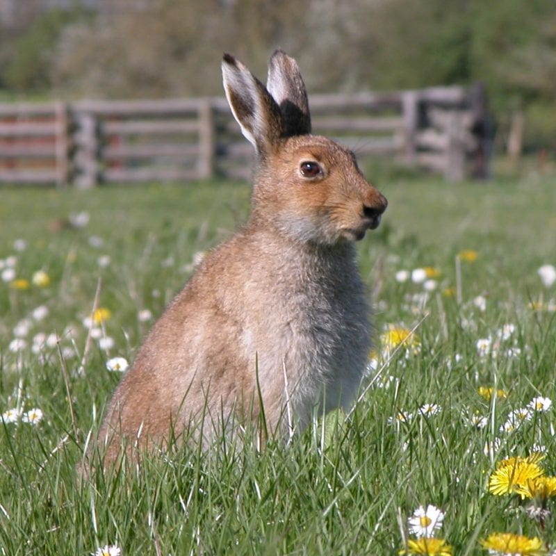 Irish-Hare-sitting-in-field-surrounded-by-daisies