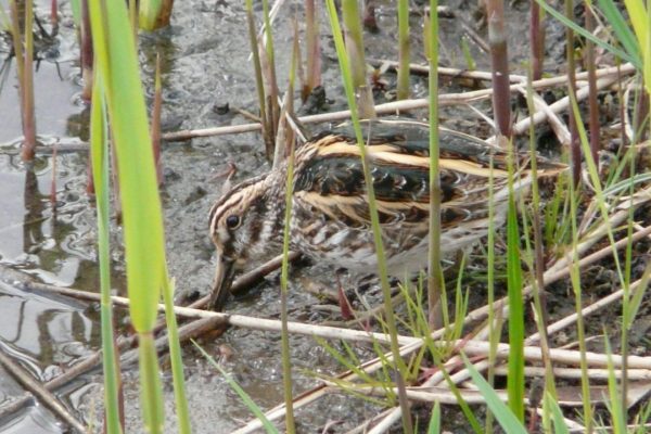 snipe-wading-through-emergent-vegetation