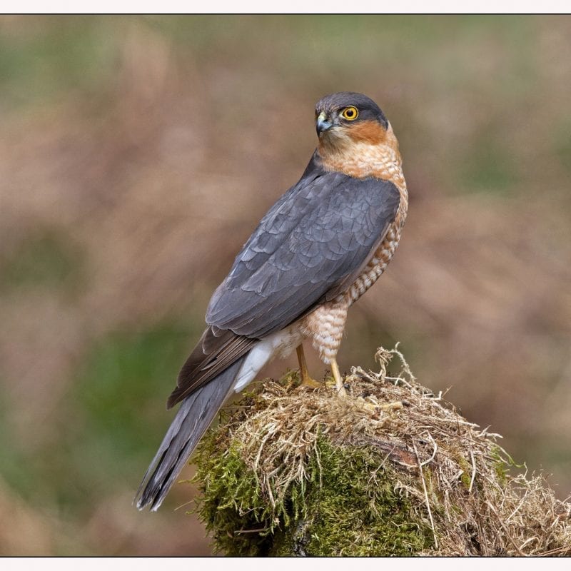 male-sparrowhawk-perching-on-mossy-rock