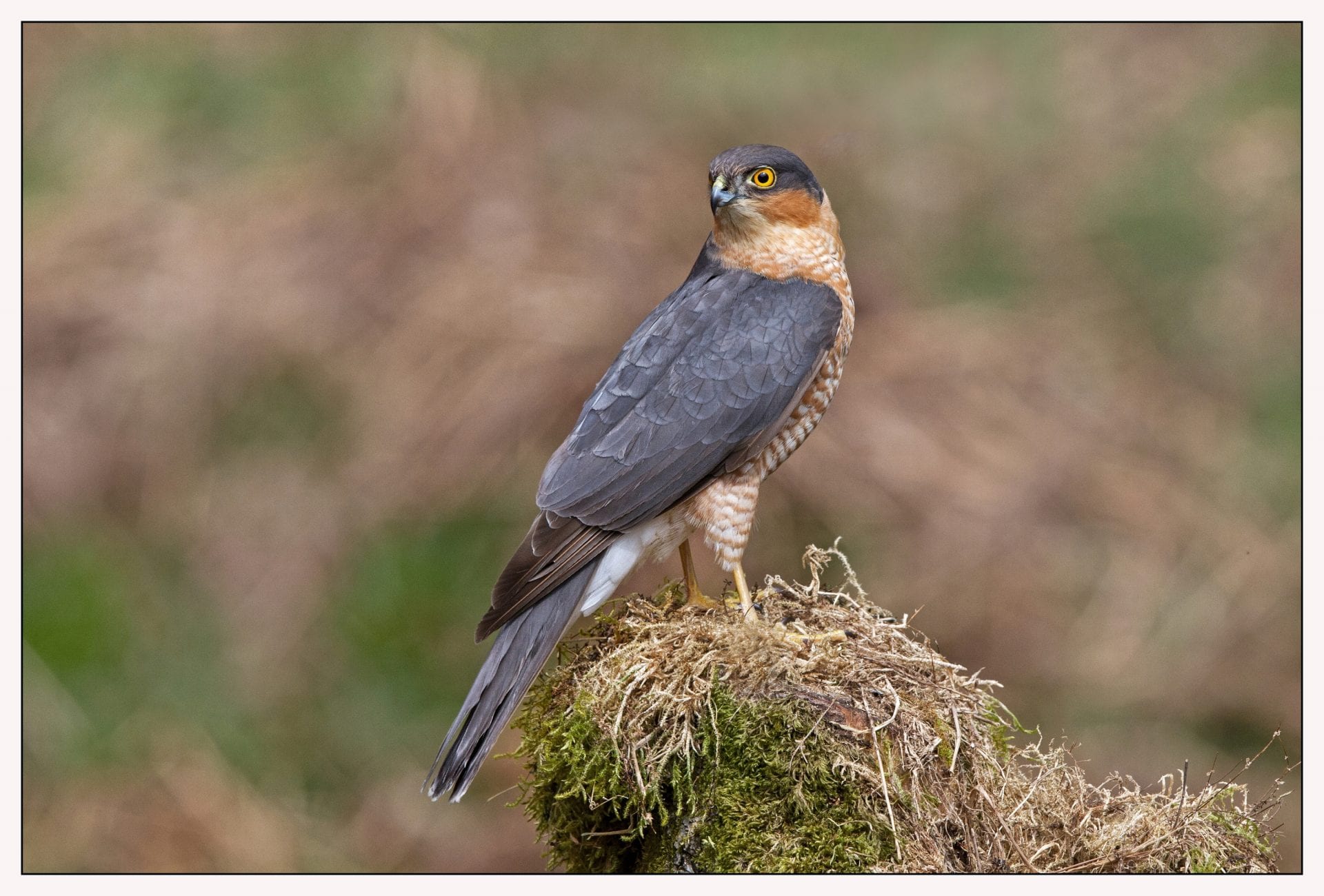 male-sparrowhawk-perching-on-mossy-rock