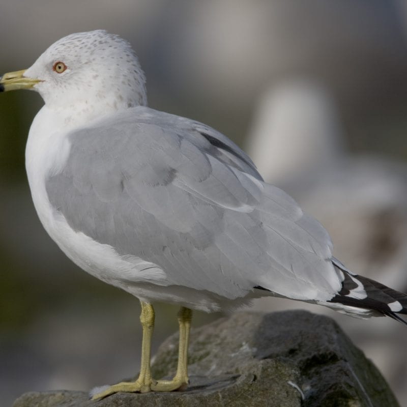 ring-billed-gull-standing-on-rock