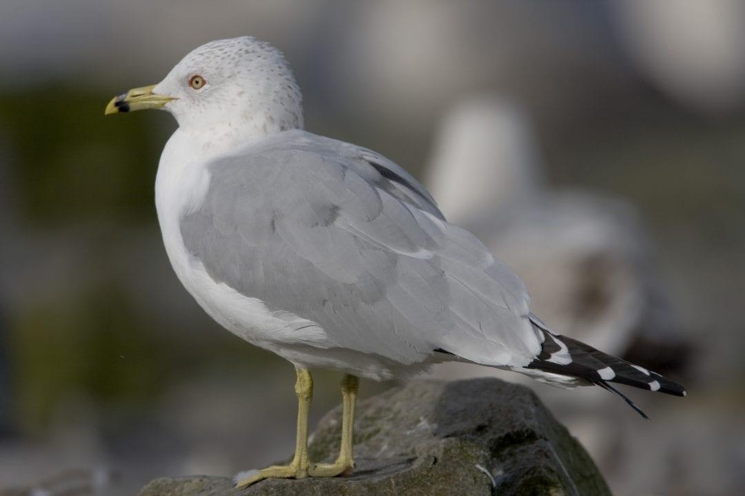 ring-billed-gull-standing-on-rock