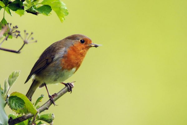 robin-on-the-edge-of-a-bush-with-insect-prey-in-beak