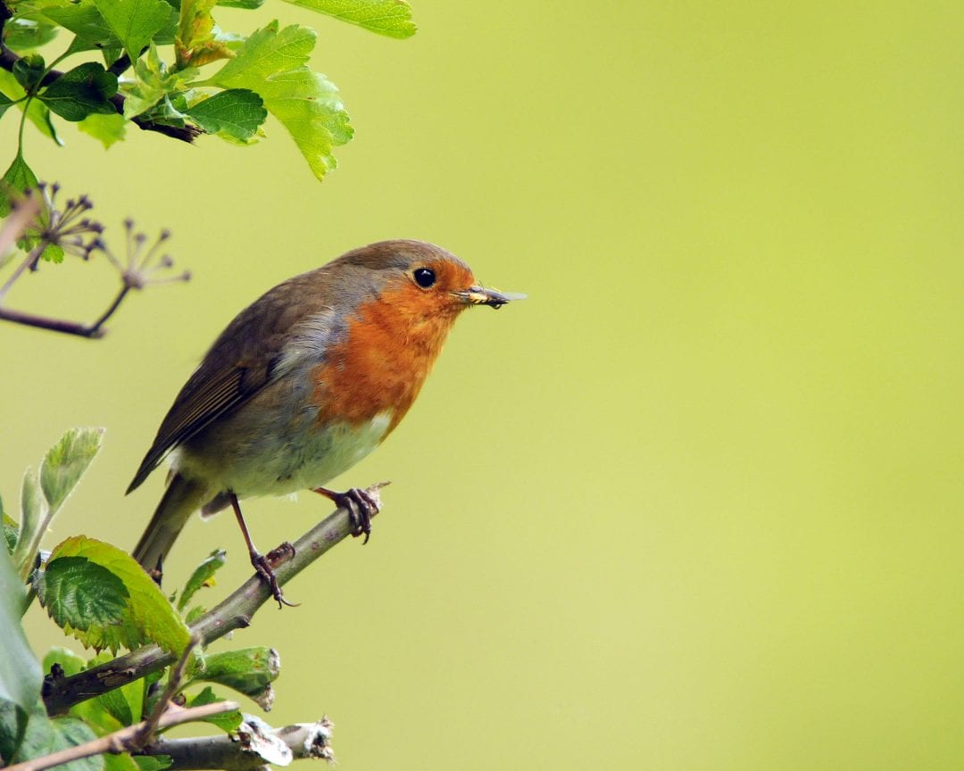 robin-on-the-edge-of-a-bush-with-insect-prey-in-beak