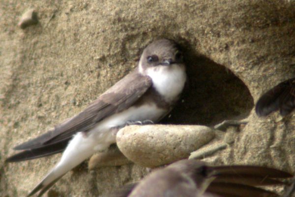sand-martin-at-nest-in-sand-bank