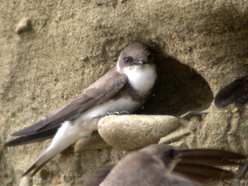 sand-martin-at-nest-in-sand-bank