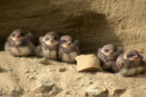 sand-martin-chicks-at-nest-in-sand-bank