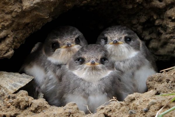 sand-martin-chicks-at-nest-in-sand-bank