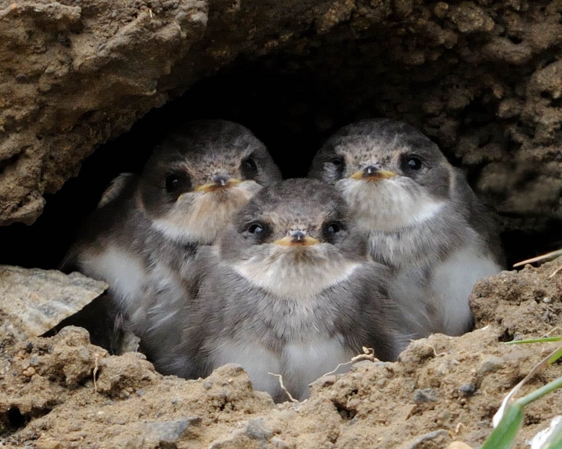 sand-martin-chicks-at-nest-in-sand-bank