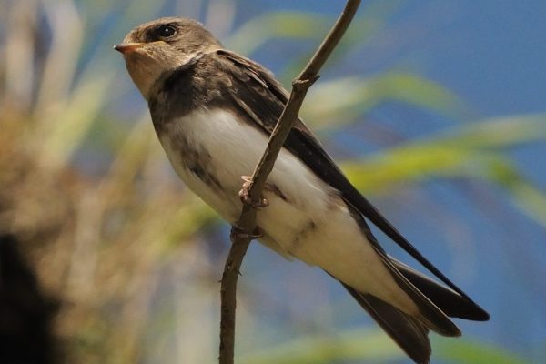 sand-martin-perched-on-branch