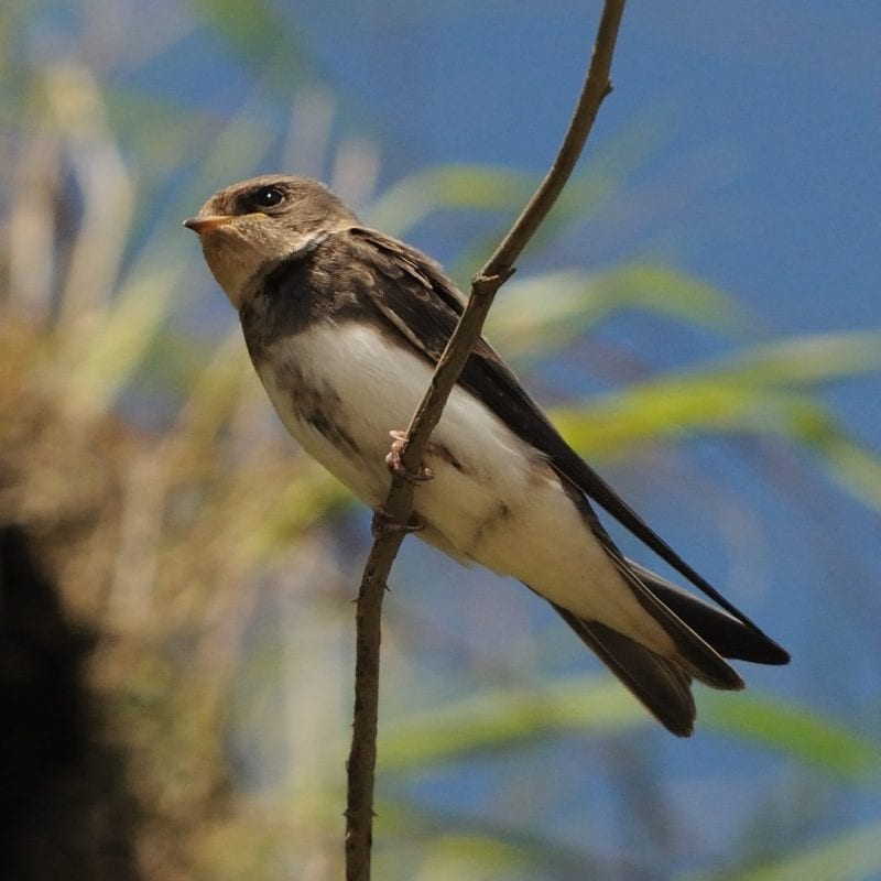 sand-martin-perched-on-branch