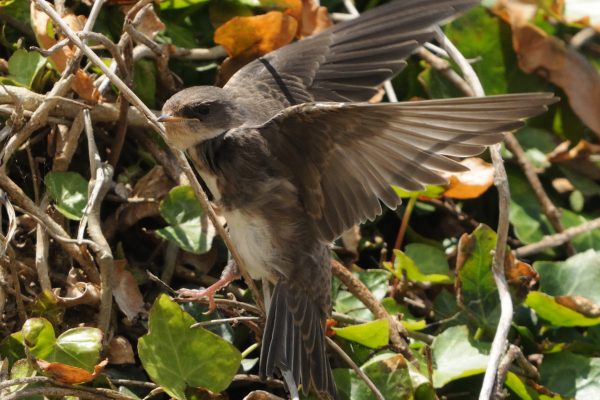 sand-martin-perched-on-twig-close-to-ground