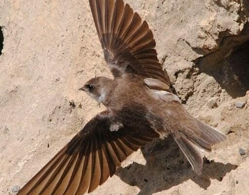 sand-martin-flying-away-from-nest