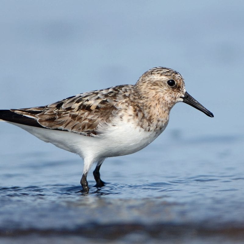 sanderling-wading-in-water