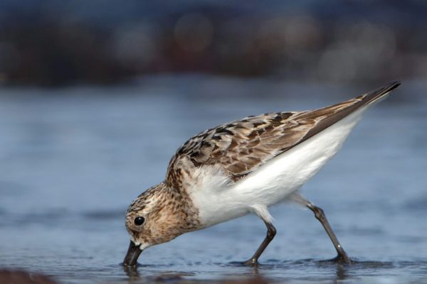 sanderling-probing-mud-for-food