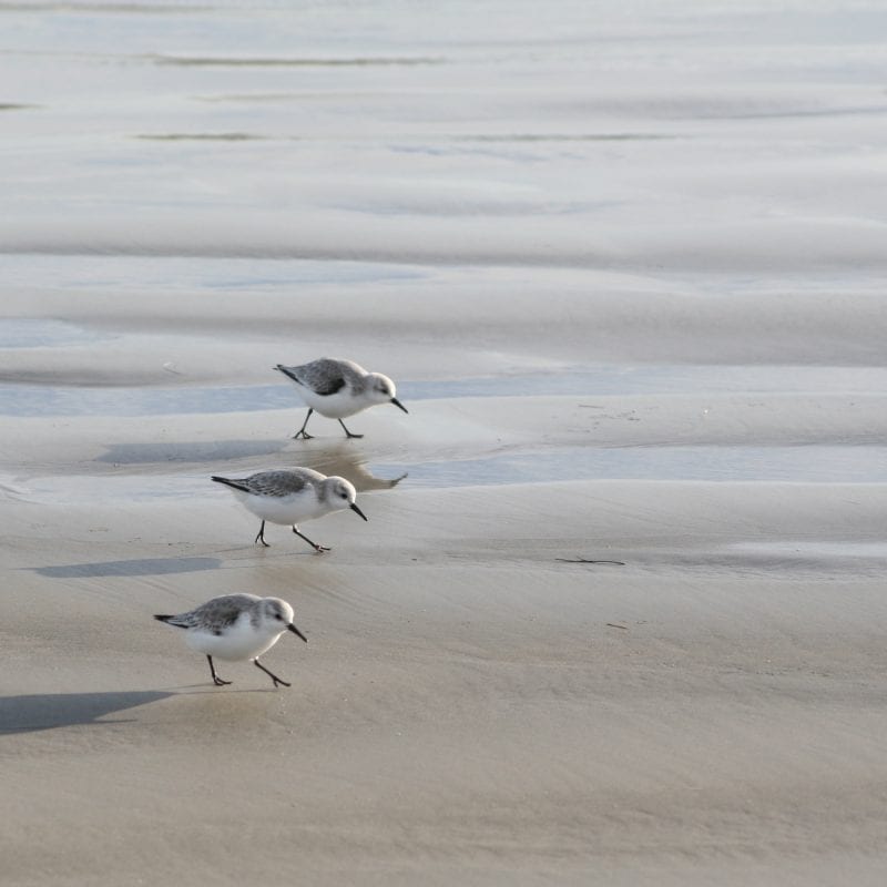 three-sanderling-walking-side-by-side-across-beach