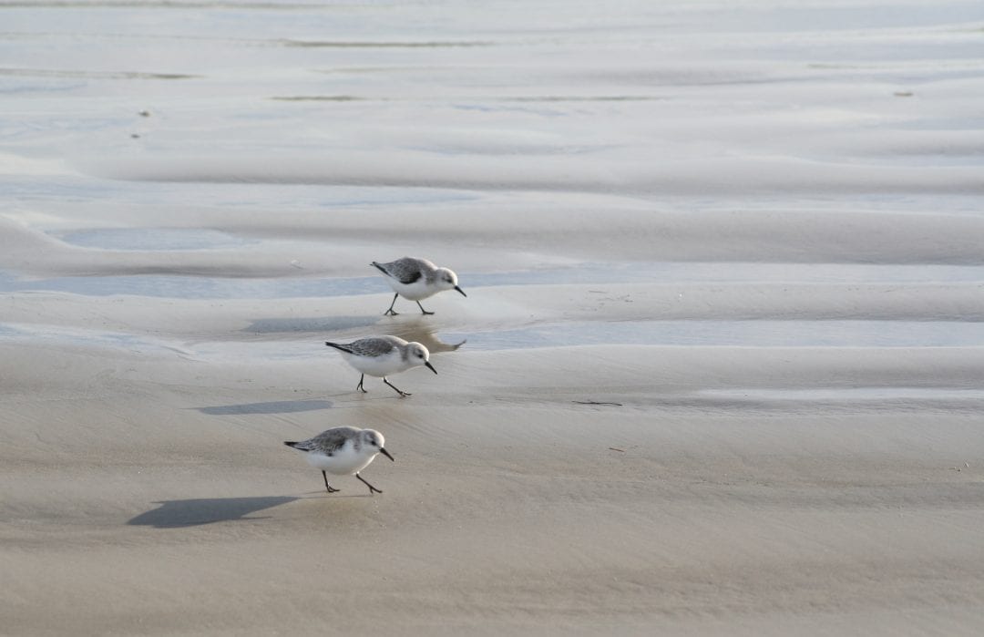 three-sanderling-walking-side-by-side-across-beach