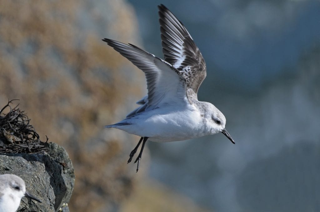 sanderling-taking-flight