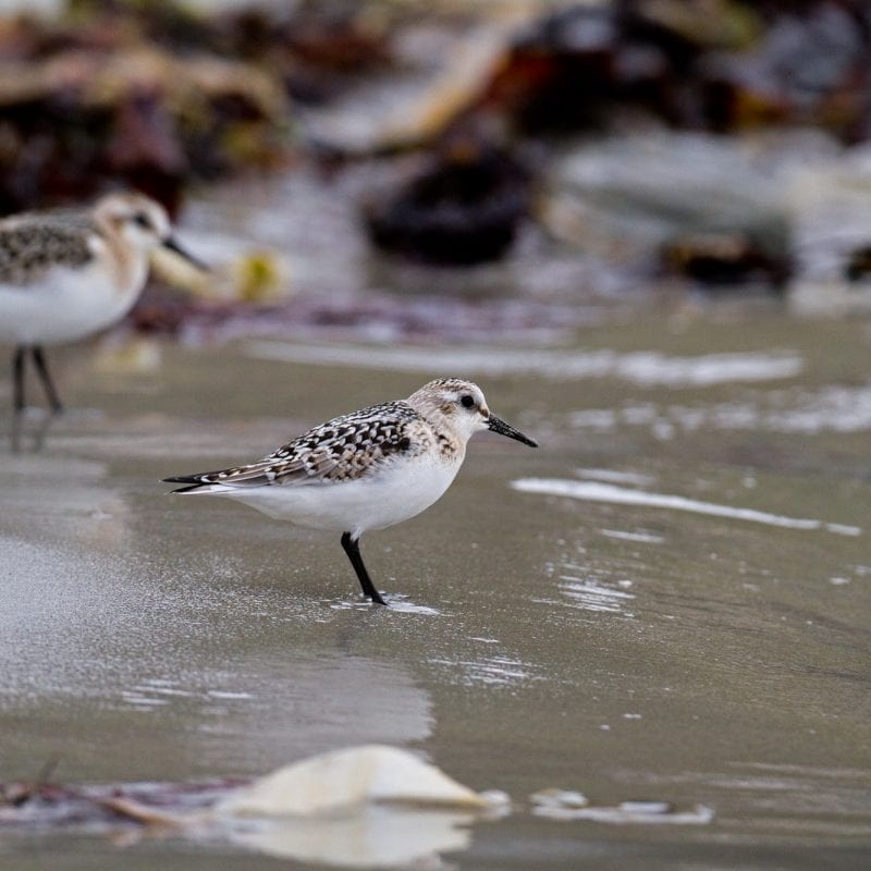 sanderling-standing-on-seashore