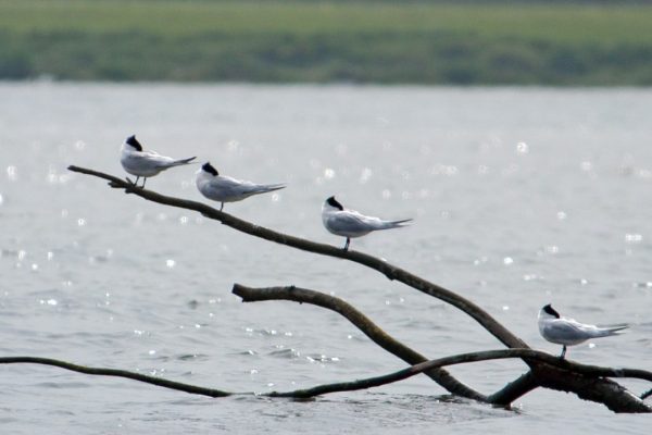 four-sandwich-terns-perched-on-branch-extruding-from-water