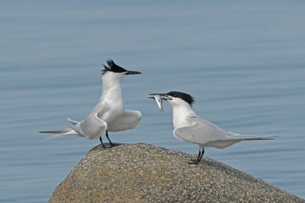 two-sandwich-terns-standing-on-a-rock-one-with-a-fish