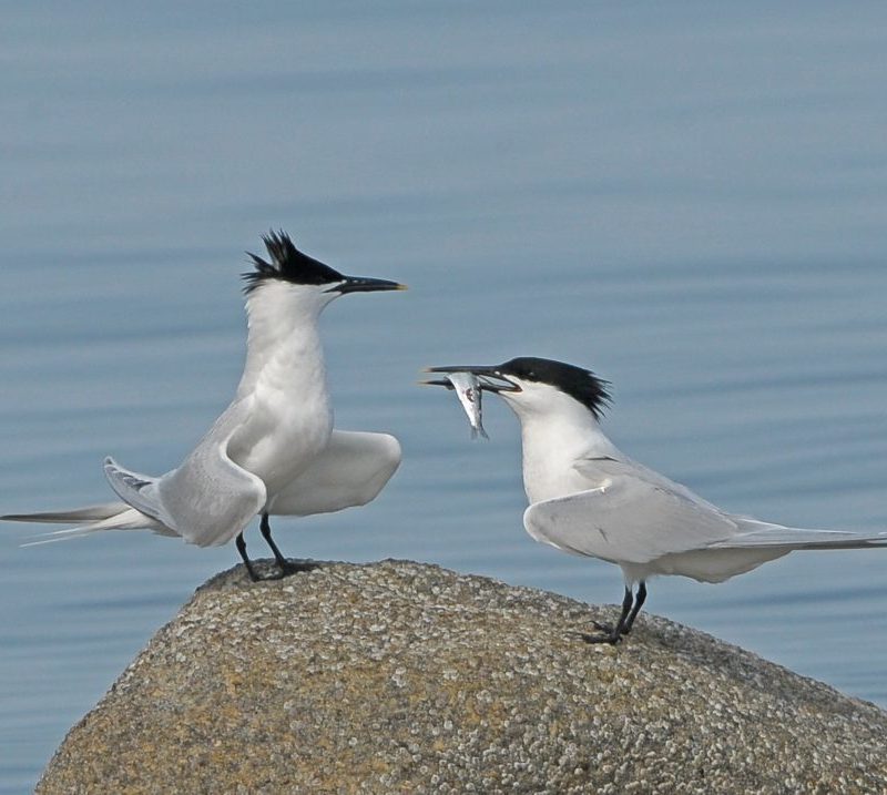 two-sandwich-terns-standing-on-a-rock-one-with-a-fish