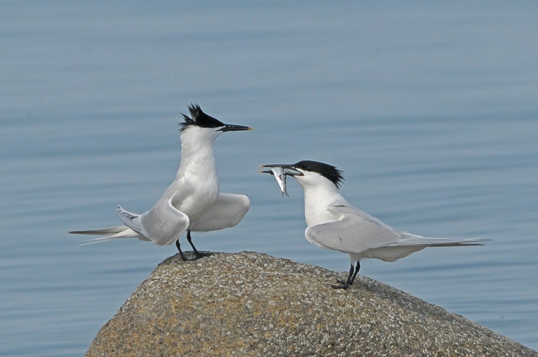 two-sandwich-terns-standing-on-a-rock-one-with-a-fish