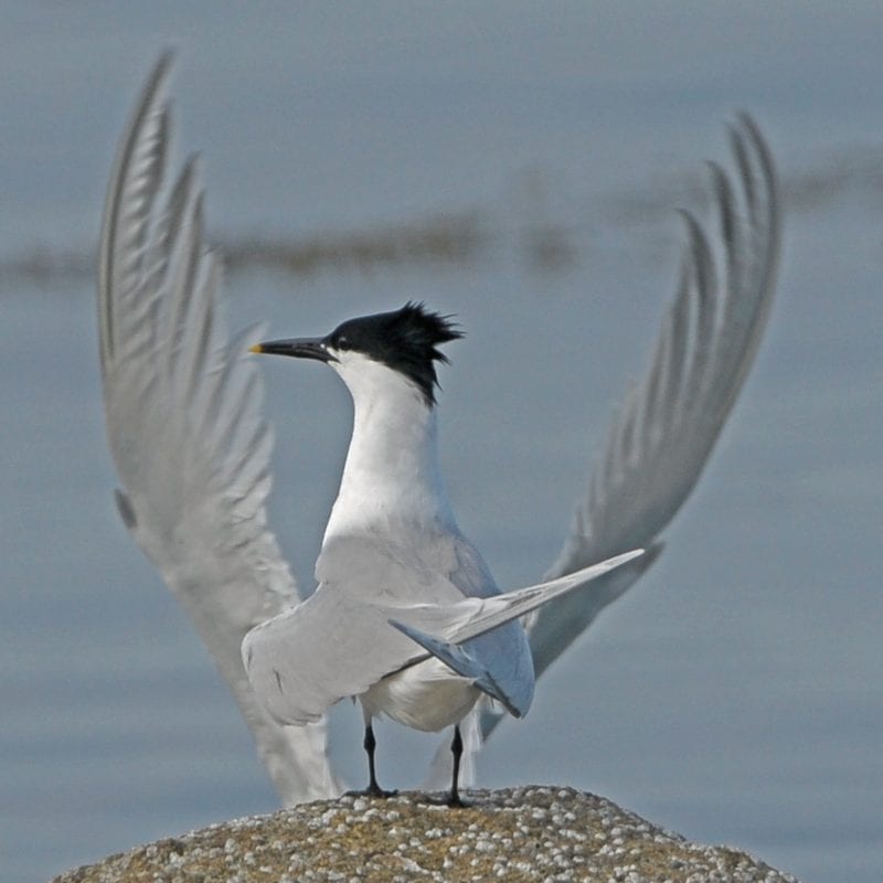 sandwich-tern-standing-on-rock