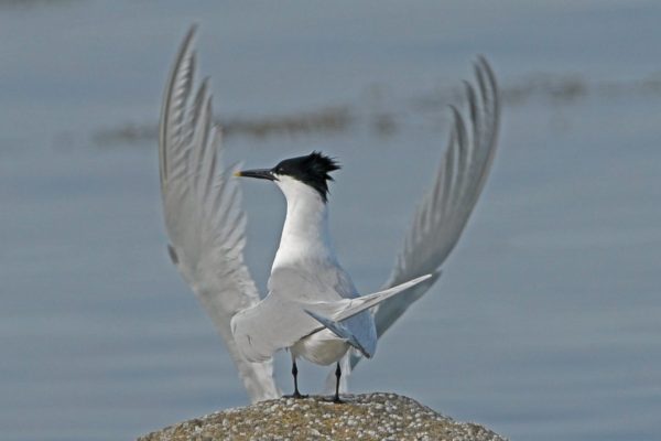 sandwich-tern-standing-on-rock