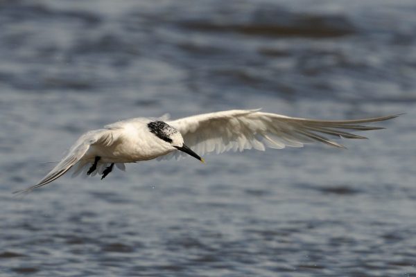 sandwich-tern-in-flight