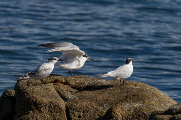 three-sandwich-terns-standing-on-rock-surrounded-by-water
