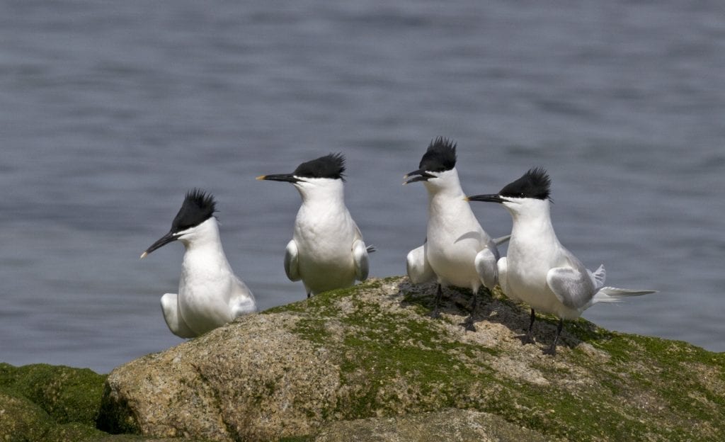 four-sandwich-terns-standing-side-by-side-on-rock-sea-in-background