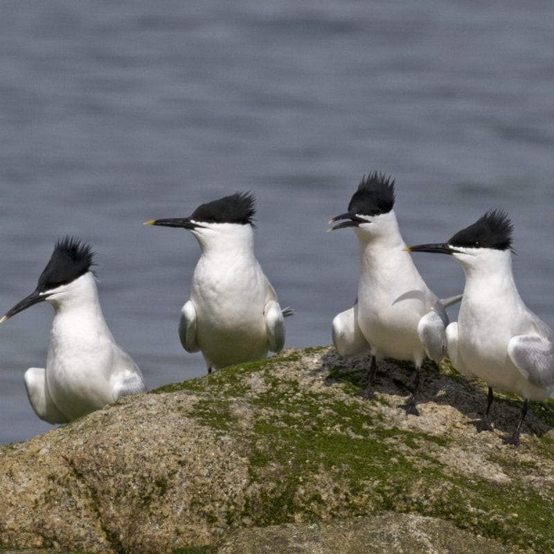 four-sandwich-terns-standing-side-by-side-on-rock-sea-in-background