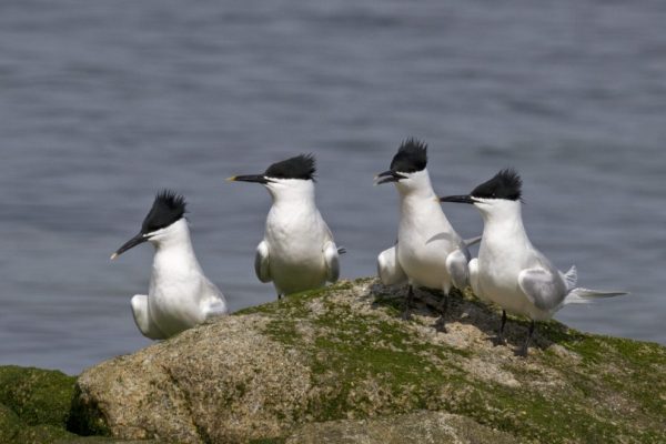 four-sandwich-terns-standing-side-by-side-on-rock-sea-in-background