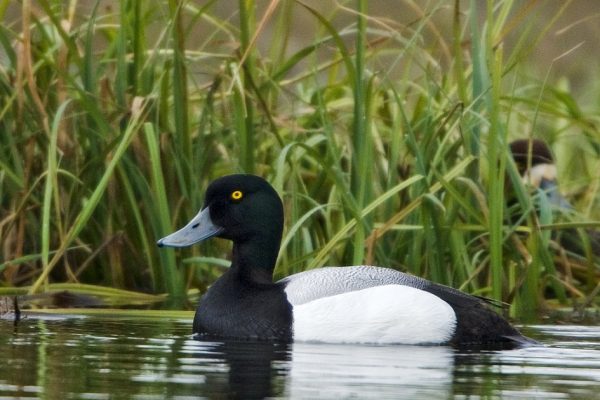 scaup-on-water-in-front-of-reeds