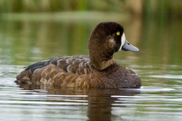 scaup-close-up-on-water