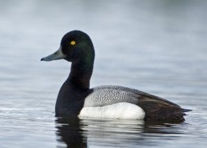 scaup-on-water