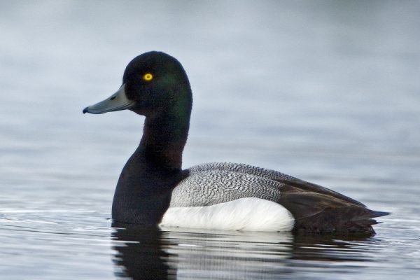 scaup-on-water