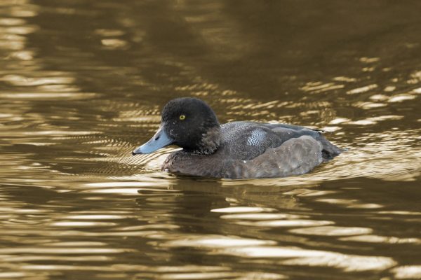 scaup-duck-swimming