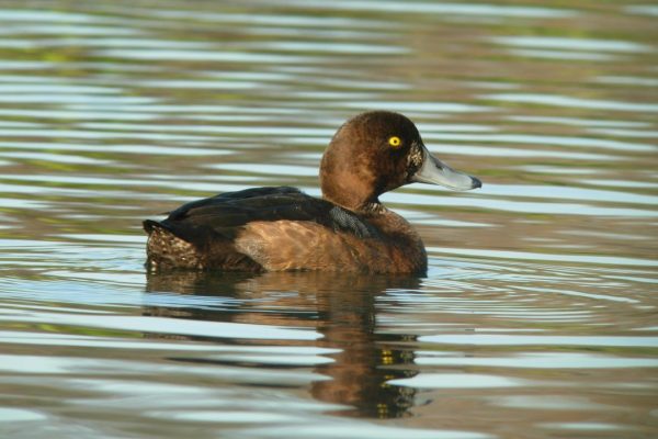 scaup-duck-on-water