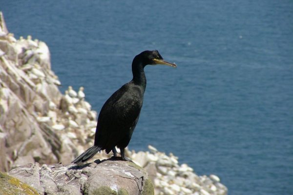 shag-perched-on-sea-cliff-sea-background