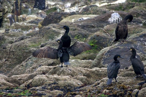 a-number-of-shags-drying-out-on-rocks