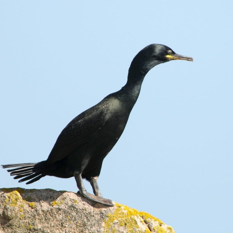 shag-standing-on-a-rock