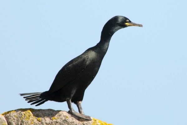 shag-standing-on-a-rock